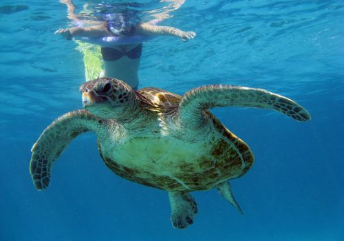 Snorkelling4
