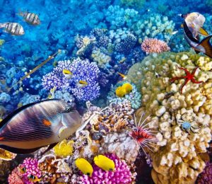 australia-s-great-barrier-reef